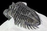 Coltraneia Trilobite Fossil - Huge Faceted Eyes #108491-4